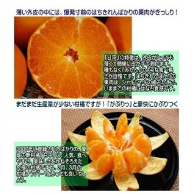 はちきれんばかりの果肉がぎっしり!愛媛県八幡浜産・甘平5kg【贈答用】【G35-18】