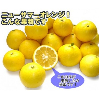 爽やかな甘さと鮮やかな色!愛媛県八幡浜産・ニューサマーオレンジ5kg【E35-22】