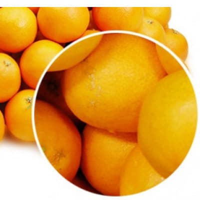 柑橘界のスイーツ!?愛媛県八幡浜産媛まどんな5kg【訳あり】【E35-10】
