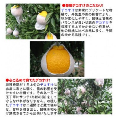 待ってました!!柑橘の王様!愛媛県八幡浜産デコすけ5kg【訳あり】【C35-19】