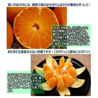 はちきれんばかりの果肉がぎっしり!愛媛県八幡浜産・甘平5kg【家庭用】【F35-17】