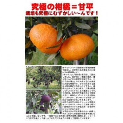 はちきれんばかりの果肉がぎっしり!愛媛県八幡浜産・甘平5kg【訳あり】【E35-16】