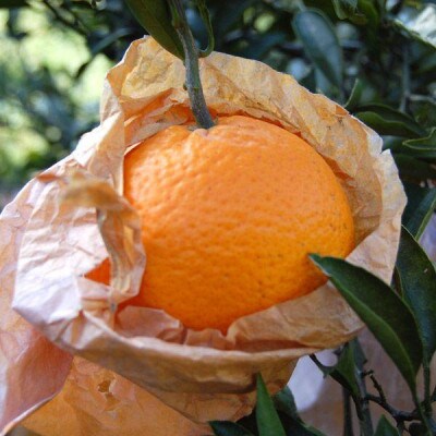 愛媛県八幡浜産・清見(きよみ)10kg【訳あり】【E35-29】