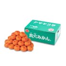 真穴みかん【Mサイズ】 約3kg【D43-10】