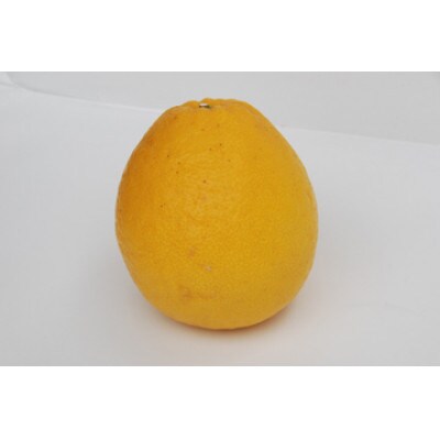 河内晩柑 約8kg【家庭用】【D76-4】 | 愛媛県八幡浜市