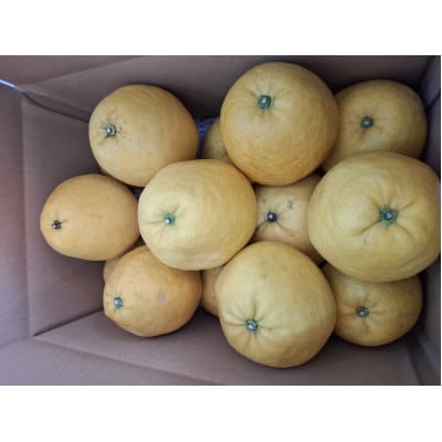 河内晩柑 約8kg【家庭用】【D76-4】