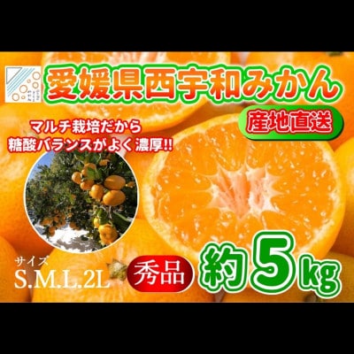 【先行受付】山海の西宇和みかん5kg(秀品)【C81-2】