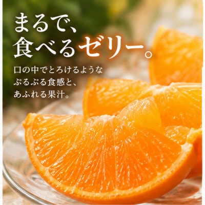 【紅まどんな と同品種】【訳あり】代々橙まどんな3.5kg【C83-3】