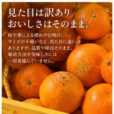 【紅まどんな と同品種】【訳あり】代々橙まどんな3.5kg【C83-3】