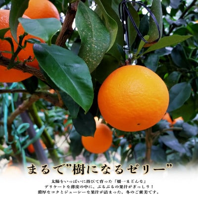 【2026年11月以降発送】ゼリーのような食感!「媛一まどんな」約3.5kg入【D28-22】