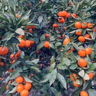 厳選品!! 横ちゃんちの早生みかん 約5kg【C84-5】