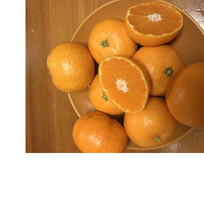 愛媛県八幡浜市産 訳あり早生みかん 5kg(梱包込)【A85-3】