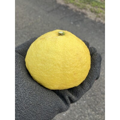 愛媛県八幡浜市産 はるか5kg(梱包込)【C85-4】