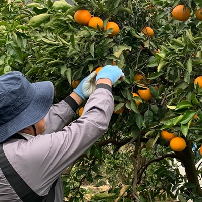 ともんちのみかん清見ジュース 720ml×3本(計2160ml)【D91-1】