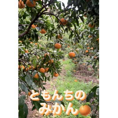 ともんちのみかん清見ジュース 720ml×6本【G91-2】