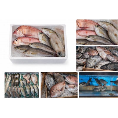 【目利き厳選】八幡浜直送天然鮮魚ボックス　有田鮮魚店・市場仕込み(3kg以上)【F93-1】