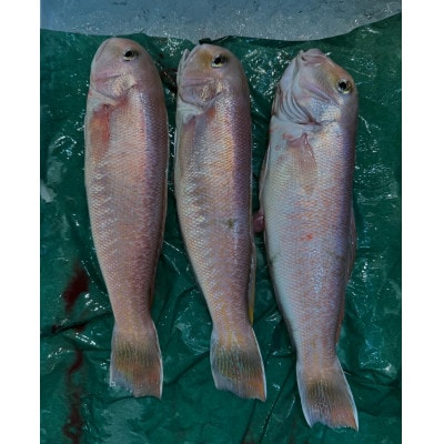 【さとふる限定】有田鮮魚店、八幡浜発【宇和海産甘鯛開き】【D93-2】