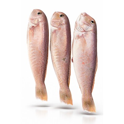 【さとふる限定】有田鮮魚店、八幡浜発【宇和海産甘鯛開き】【D93-2】