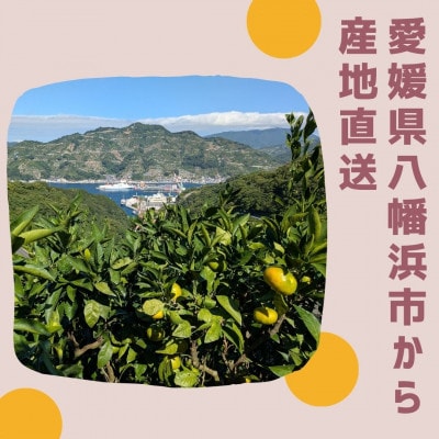 愛媛県八幡浜産 まどんな3kg【訳あり】【D94-1】