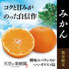天空の果樹園から届くそらみかん (3kg)【A95-7】