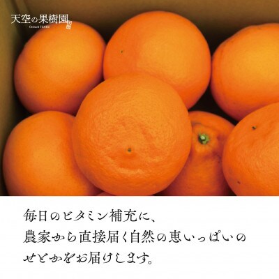 天空の果樹園から届く そらせとか(3kg)【95-19】