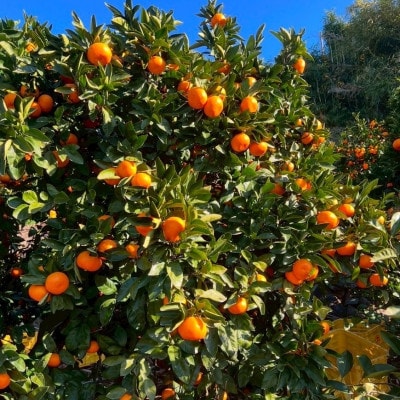 愛媛県八幡浜産 極甘みかん 3kg【C96-1】