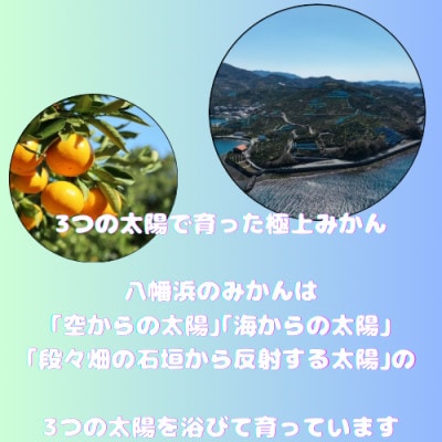 八幡浜産 温州みかん 5kg【D96-2】
