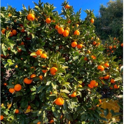 愛媛県八幡浜産 極甘みかん 5kg【D96-2】