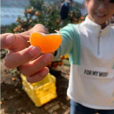 愛媛県八幡浜産 極甘みかん 小玉 10kg【G96-6】