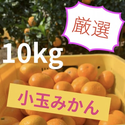 八幡浜産 温州みかん 小玉 10kg【G96-6】