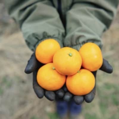 愛媛県八幡浜産 極甘みかん 10kg【G96-3】