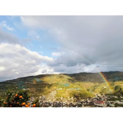 【正本農園】温州みかんジュース720ml×3本【C96-8】