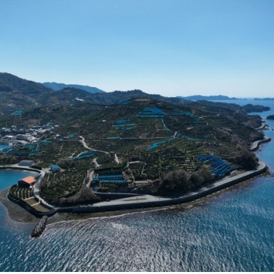 愛媛県産　贅沢みかんゼリーギフトセット6個入り【C96-12】