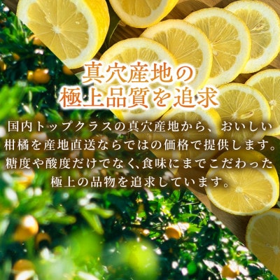 【防腐剤・ワックス不使用で安心】真穴産地直送の国産レモン 5kg(2Lサイズ 大玉)【C98-1】