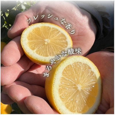 【防腐剤・ワックス不使用で安心】真穴産地直送の国産レモン 3kg(2Lサイズ 大玉)【C98-7】