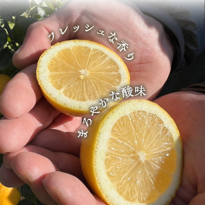 【防腐剤・ワックス不使用で安心】真穴産地直送のレモン 3kg×2箱(2Lサイズ 大玉)【E98-8】