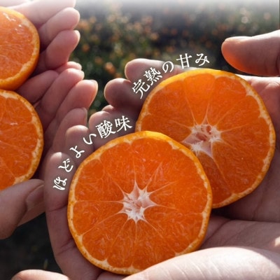 【発送月固定定期便】【農家直送】果汁たっぷり真穴産みかん 5kg(S~Lサイズ)【98-47】全2回