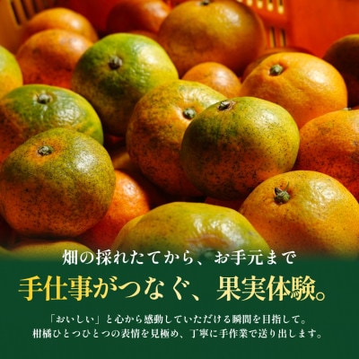 【見た目訳あり、味は本物】訳あり 極早生みかん10kg 愛媛県産 Gokuwase【99-35】