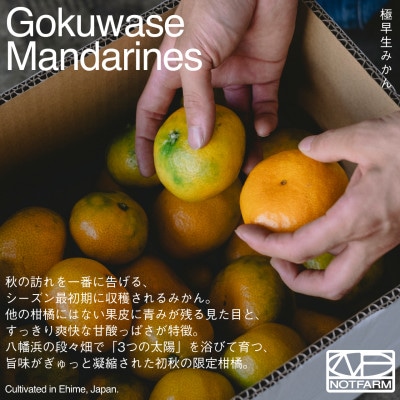 【OUTTAKES】訳あり 極早生みかん10kg 愛媛県産 Gokuwase【99-35】