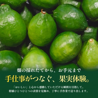【見た目訳あり、味は本物】グリーンレモン 5kg 愛媛県産 防腐剤・ワックス不使用【99-32】