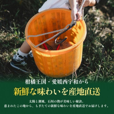 【見た目訳あり、味は本物】グリーンレモン 5kg 愛媛県産 防腐剤・ワックス不使用【99-32】