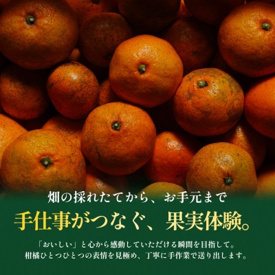 【見た目訳あり、味は本物】訳あり 愛媛みかん5kg 愛媛産 EHIME【99-31】