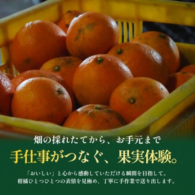 【見た目訳あり、味は本物】訳ありまどんな5kg 愛媛産 紅まどんなと同品種【99-27】