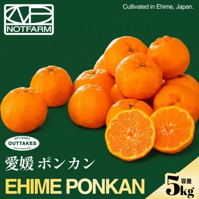 【見た目訳あり、味は本物】訳あり ポンカン5kg 愛媛県産 PONKAN【99-26】