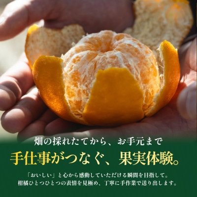 【見た目訳あり、味は本物】訳あり ポンカン10kg 愛媛県産 PONKAN【99-25】