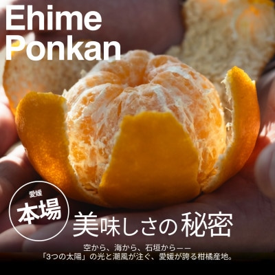 【美味しさそのまま】訳ありポンカン10kg 愛媛県産 PONKAN【99-25】