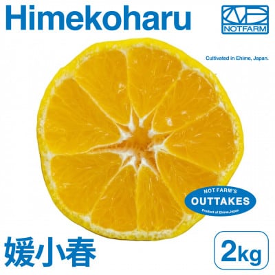【美味しさそのまま】訳あり媛小春2kg 愛媛県産 EHIME【99-23】