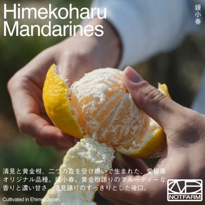 【OUTTAKES】訳あり 媛小春3kg 愛媛県産 EHIME HIMEKOHARU【99-22】