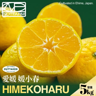 【見た目訳あり、味は本物】訳あり 媛小春5kg 愛媛県産 EHIME【99-21】