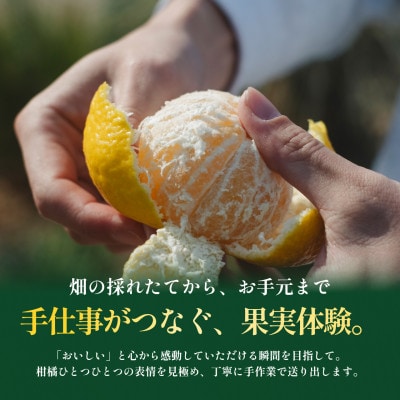 【見た目訳あり、味は本物】訳あり 媛小春5kg 愛媛県産 EHIME【99-21】